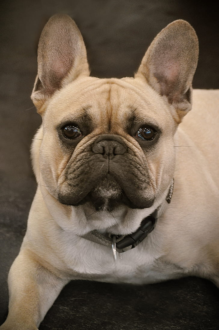 Royalty-Free photo: Adult brown French bulldog | PickPik