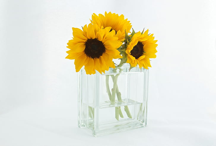 three yellow sunflowers in clear glass vase with water