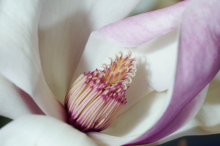 macro photography of pink and white magnolia flower
