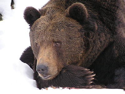 brown bear lying on snow pile photography