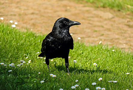 raven on grass field