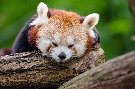 red panda lying on brown tree trunk