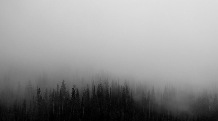 nature, forest, tree, fog