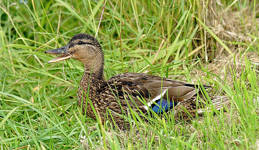 mallard duck on grass field