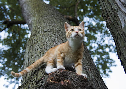 orange tabby cat on tree