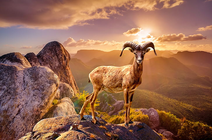 ram on the top of mountain