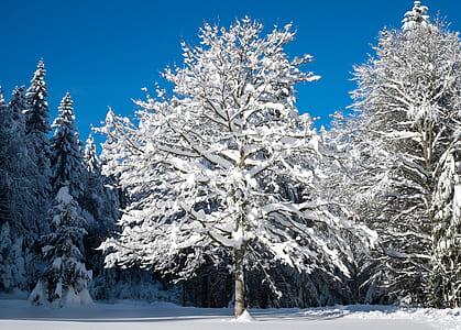 snow flakes on bare tree