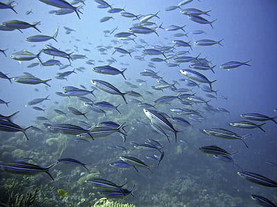 underwater photography of school of silver fishes