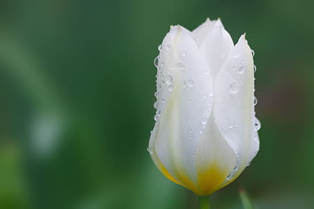 selective focus photography of white tulip with water dew