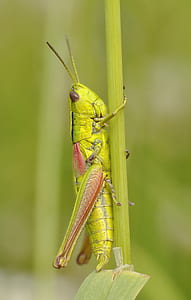 green locust perched on green stem closeup photography