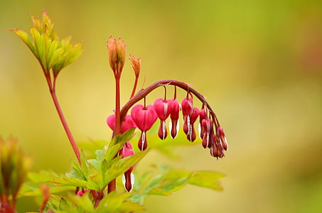 selective focus photography of red bleeding hearts flowers