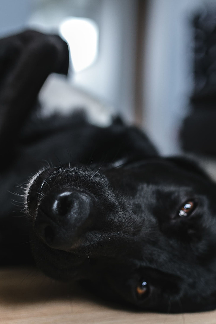 Adorable black dog