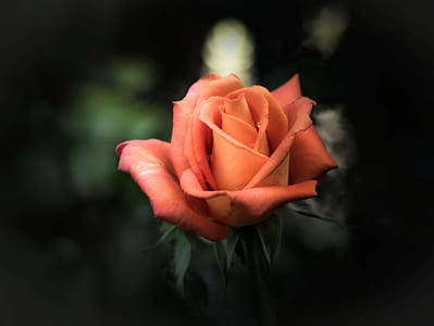 selective focus photography of red rose
