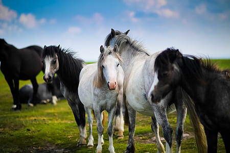 five black and white horse on the field during daytime