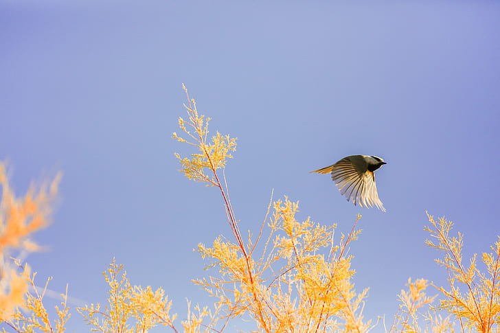 brown and yellow feathered bird flying above yellow flowers