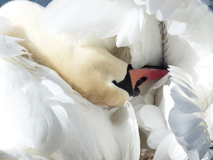 photo of white and red duck