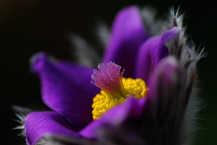 purple pasque flower selective-focus photo