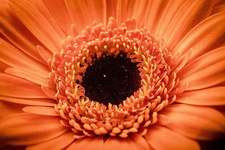 closeup of pink daisy flower