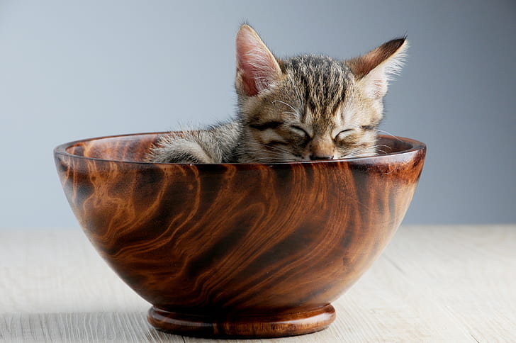 grey and black tabby kitten in brown wooden bowl