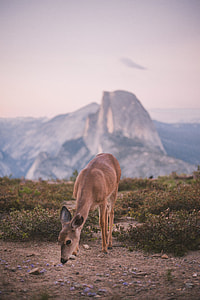 macro shot photography of brown deer smelling brown floor on mountain during daytime