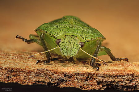macro photography of green bug on brown board