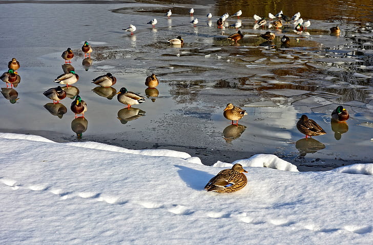 flock of mallard duck