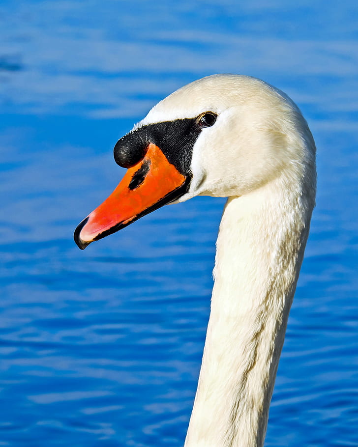 white swan tilt shift lens photo