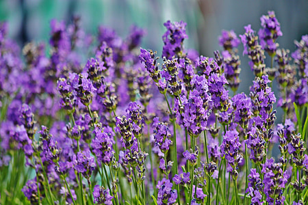 selective focus photography of lavender