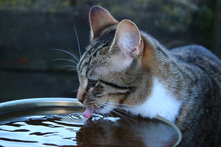 Royalty-Free photo: Silver Tabby cat drinking on body of water | PickPik