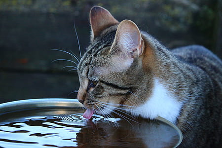 silver Tabby cat drinking on body of water