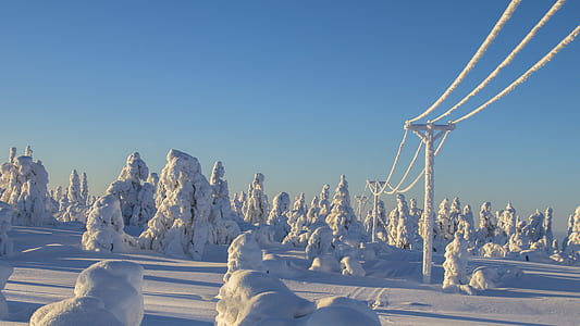 trees and electric poles filled with snow during daytime