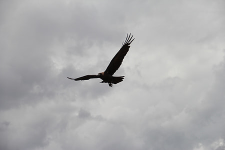 silhouette of flying hawk under cloudy sky during daytime