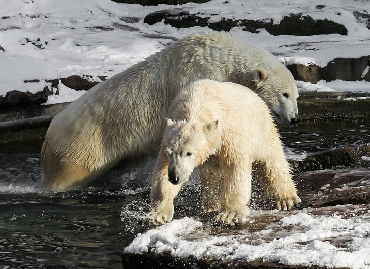 photo of two white bears on body of water