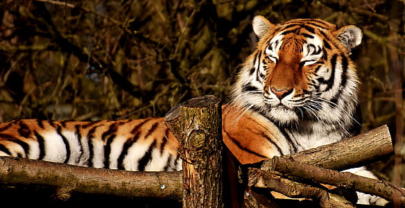 tiger on brown bark