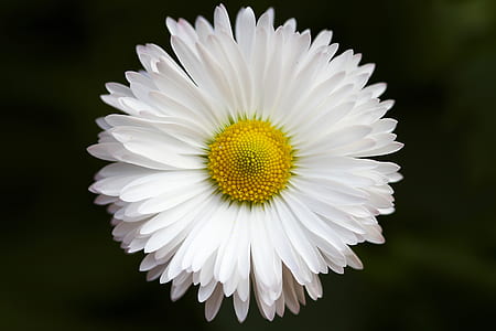 photo of white daisy flower