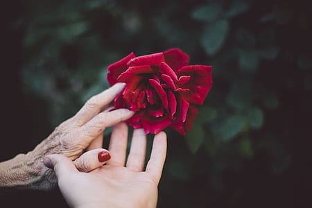 person holding red petaled flower
