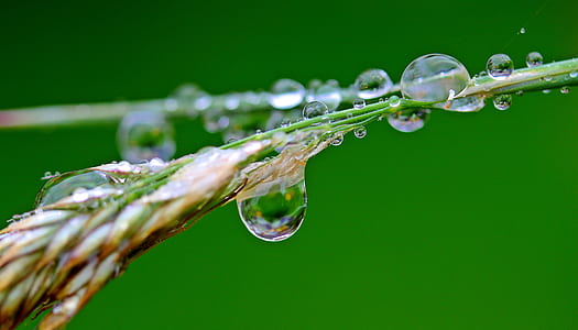closeup photography of wheat with water dew
