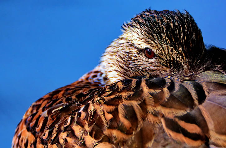 Brown Feathered Bird in Macro Shot