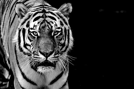 grayscale photography of tiger