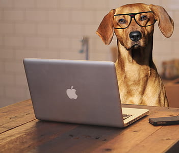 brown coated dog in front of MacBook Pro