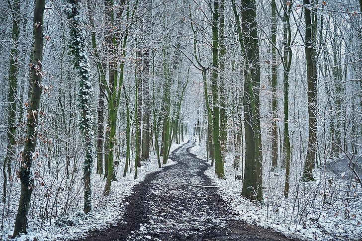 road between leafless trees during winter season