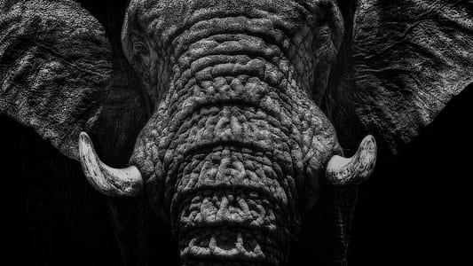 black elephant closeup photo