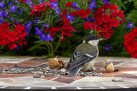 gray bird near red and purple petaled flowers in selective focus photography