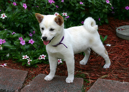 short-coated white puppy standing on concrete surface near bushes