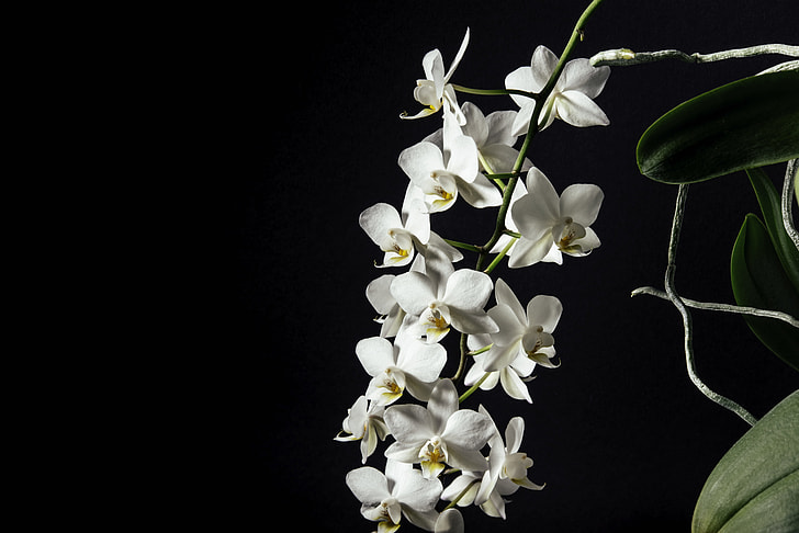 white moth, moth orchid, flower, orchid, plant, petal