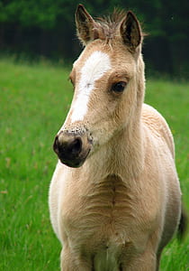brown and white horse on green grass field during daytime