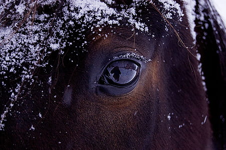 closeup photography of horse's eye
