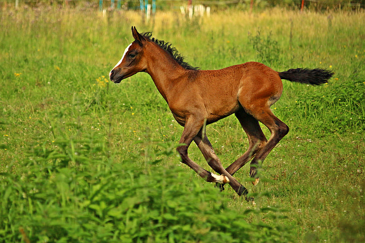 brown pony strides on lush field