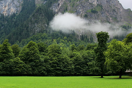 green trees near mountain foot