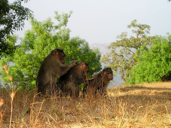 three brown monkeys